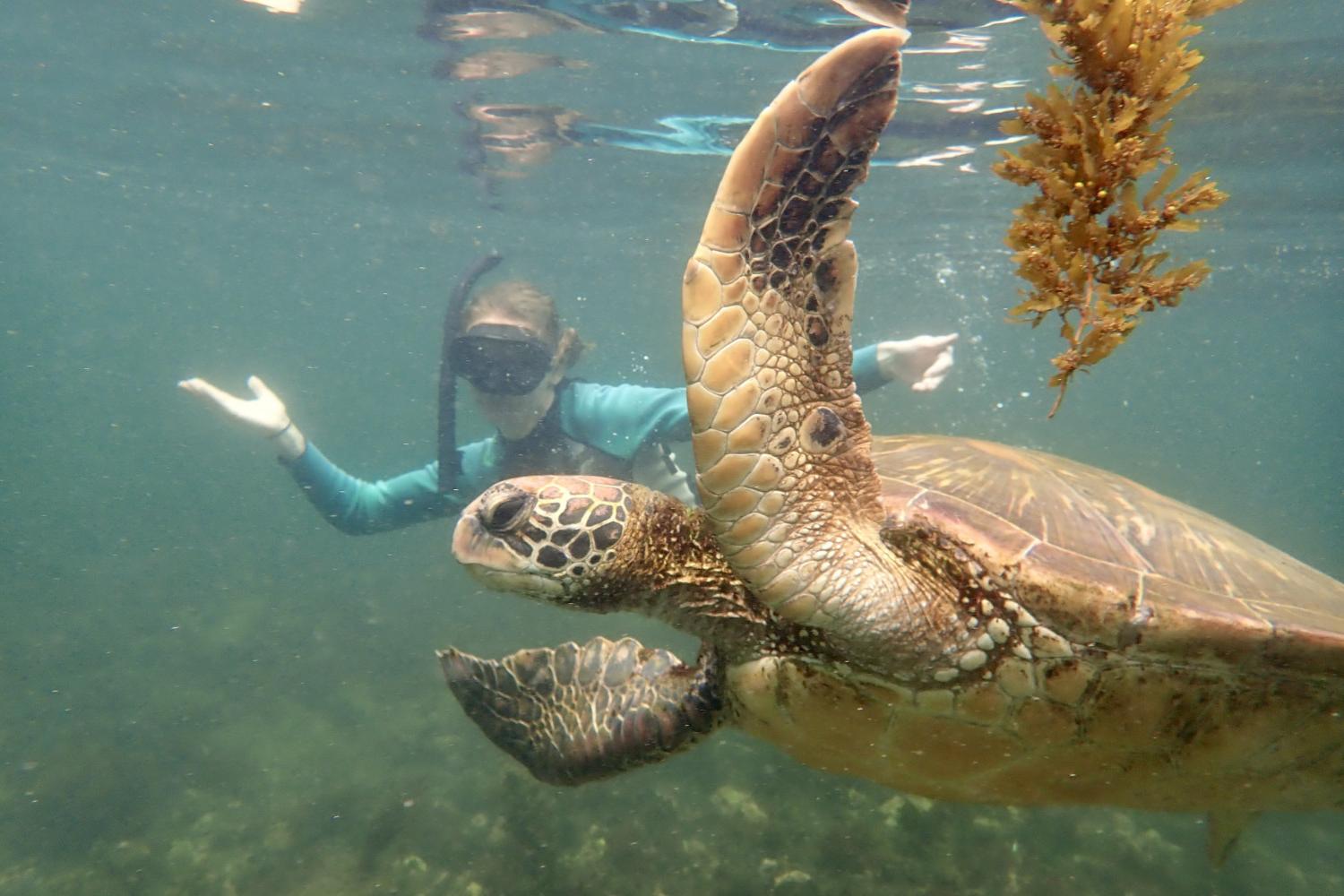一名<a href='http://1t2x.ngskmc-eis.net'>博彩网址大全</a>学生在Galápagos群岛游学途中与一只巨龟游泳.
